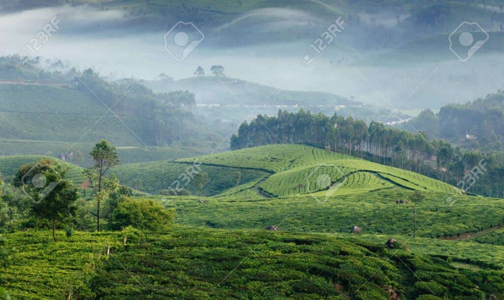 Munnar Tea Plantations With Fog In Early Morning