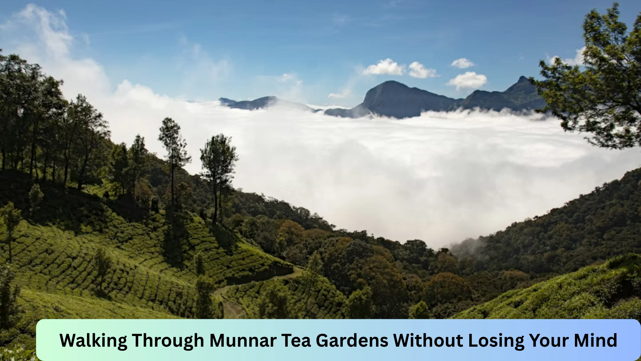 Walking Through Munnar Tea Gardens Without Losing Your Mind