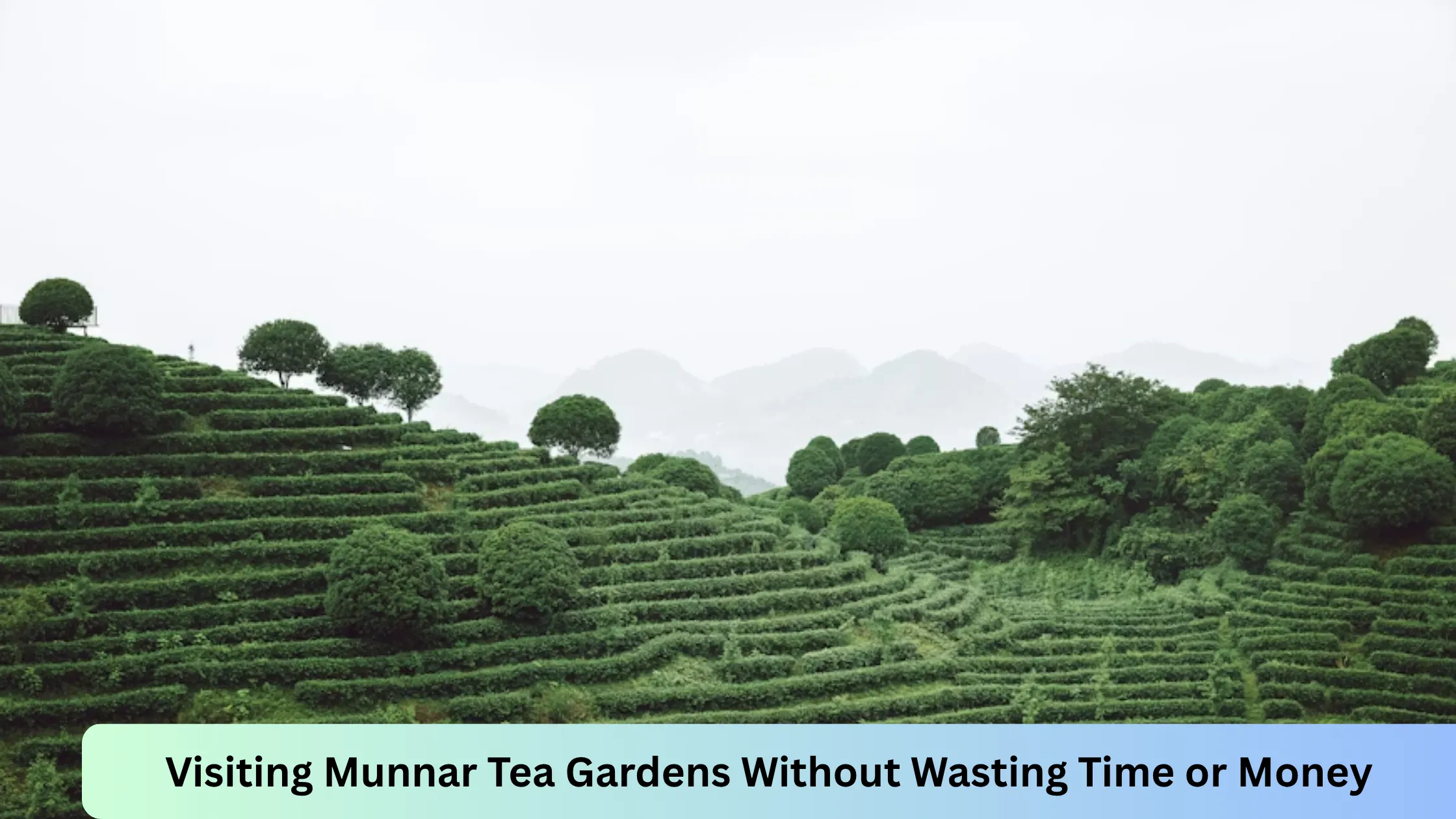 Visiting Munnar Tea Gardens Without Wasting Time or Money