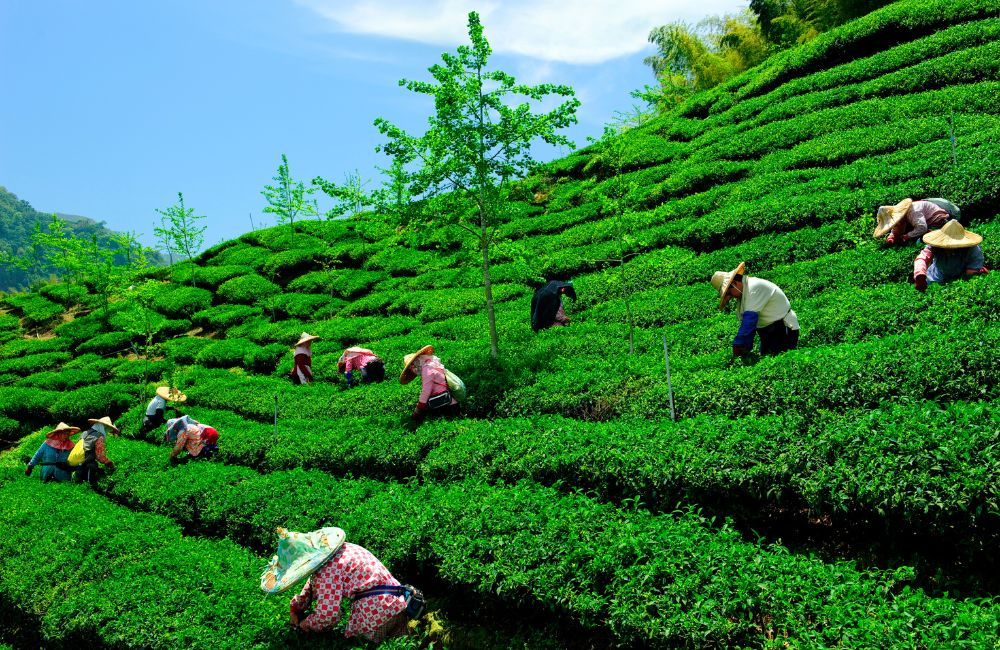 The Beauty of Indian Tea Gardens farming