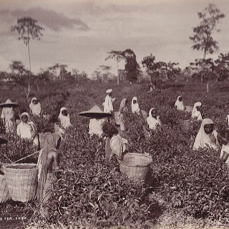 Life in British-Era Tea Plantations