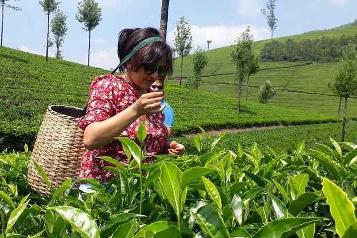 Tea Plucking
