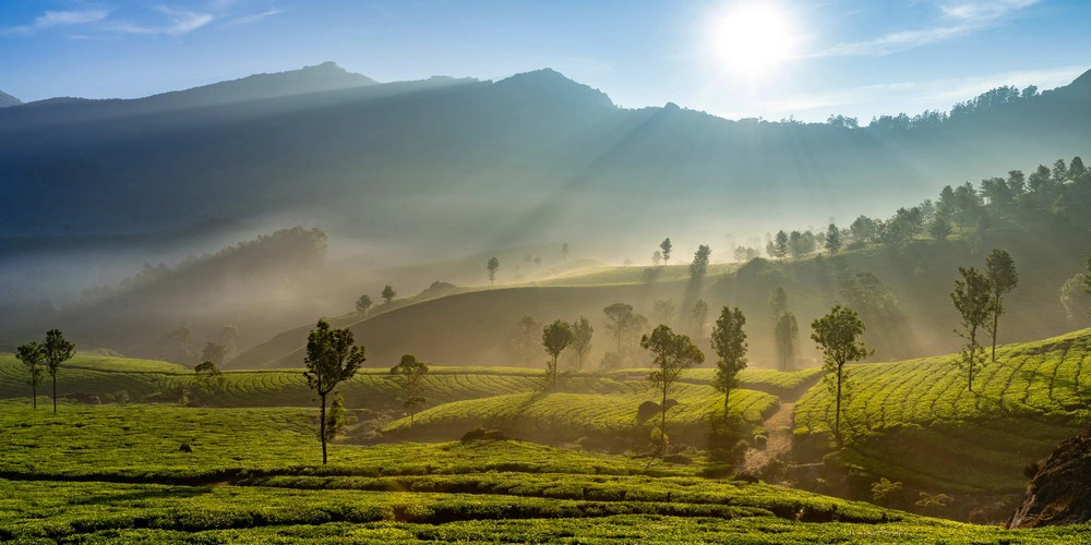 Munnar Morning Views