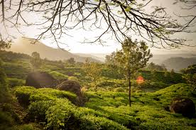 Munnar morning