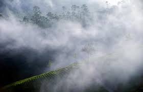 munnar Fog