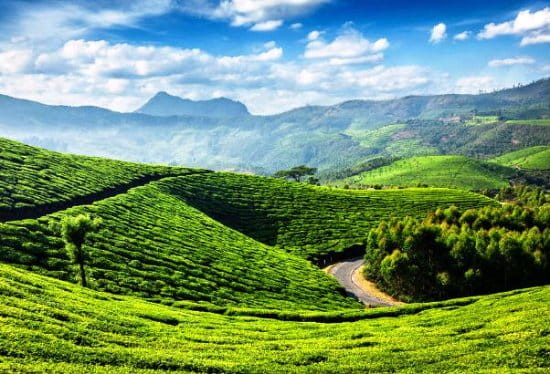 munnar Rolling hills