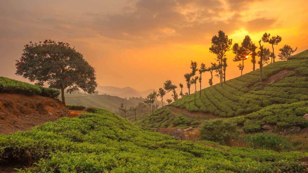 Munnar morning tea garden view
