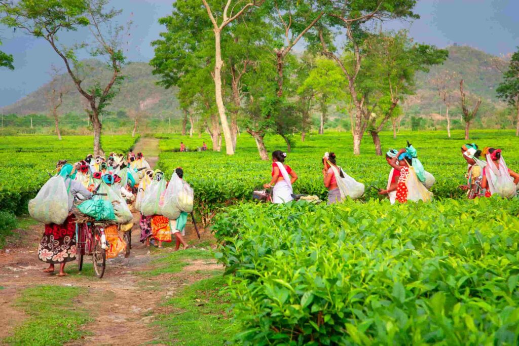 Workers carrying baskets through a lush tea plantation