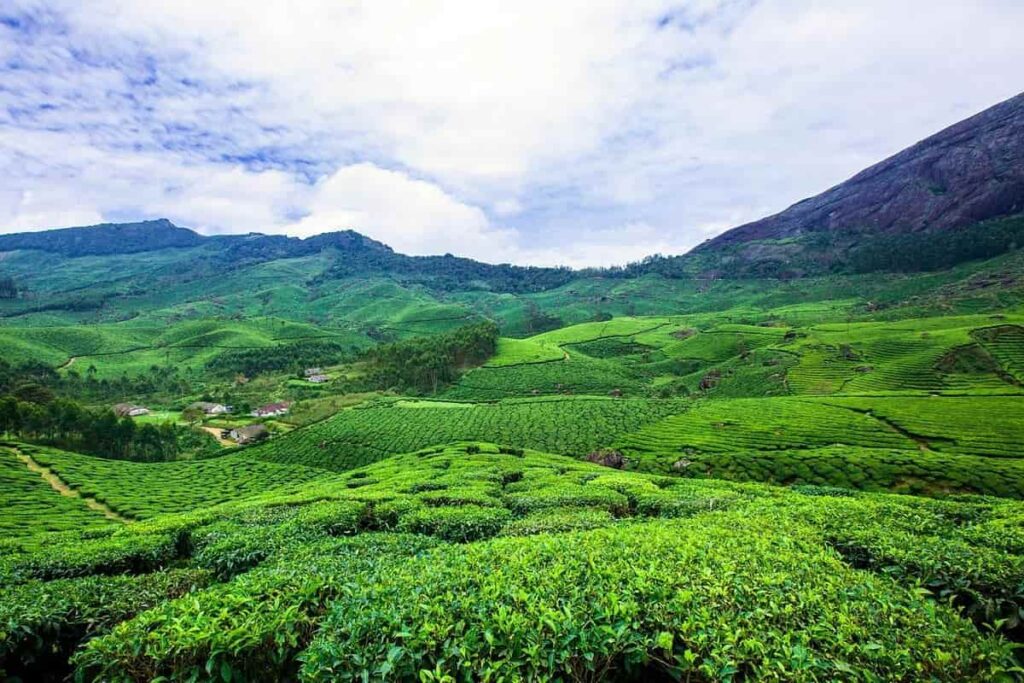 Munnar tea gardens