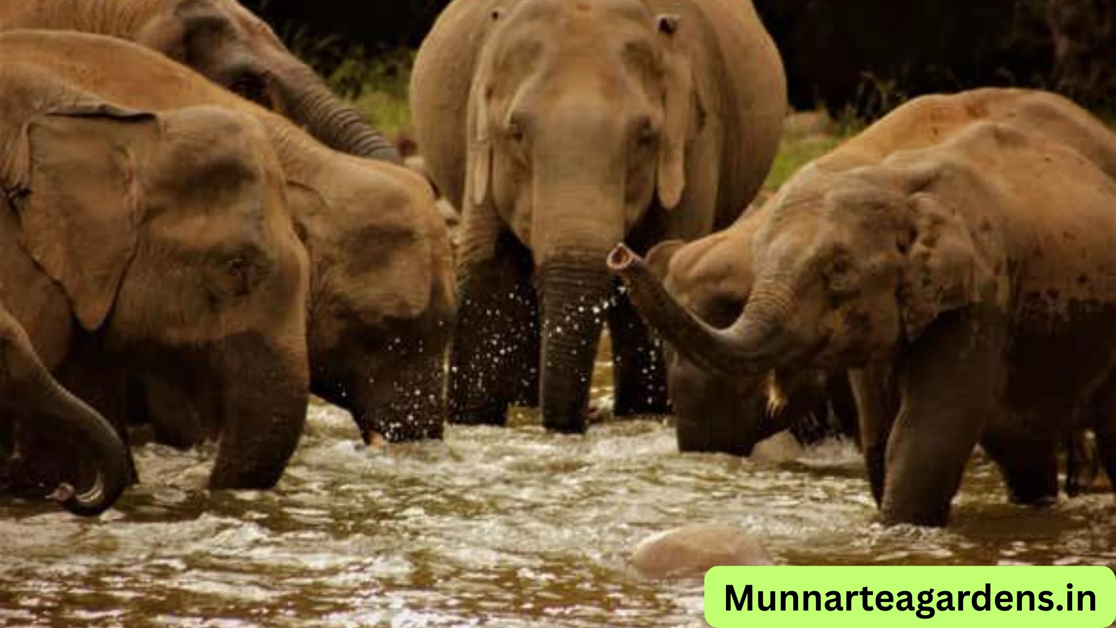 Munnar elephant ride