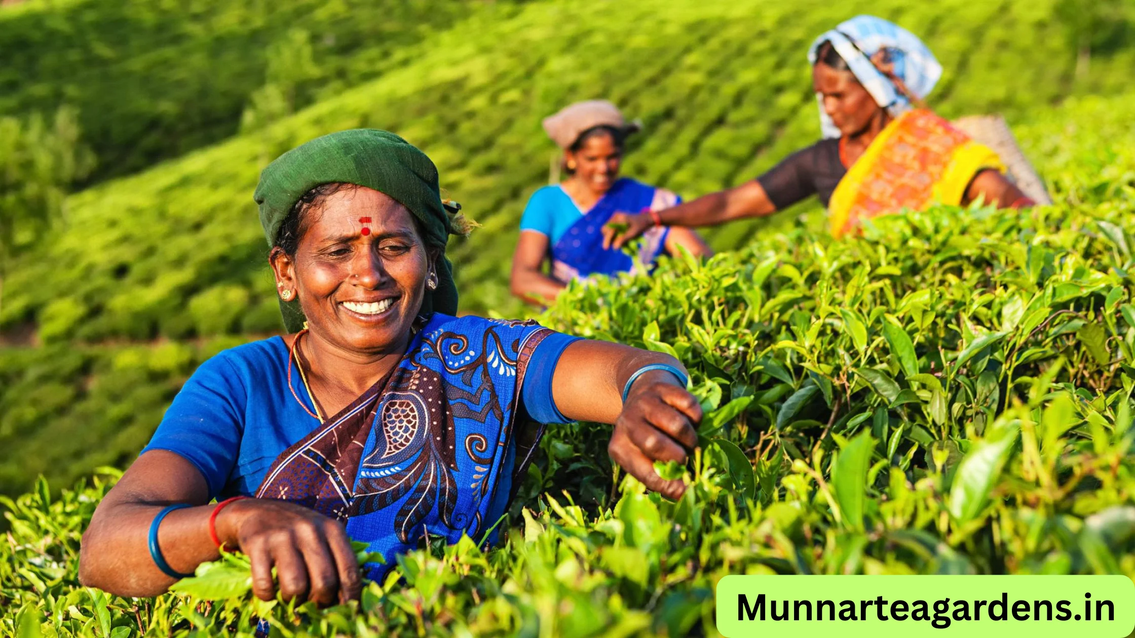how tea is processed in Munnar factories