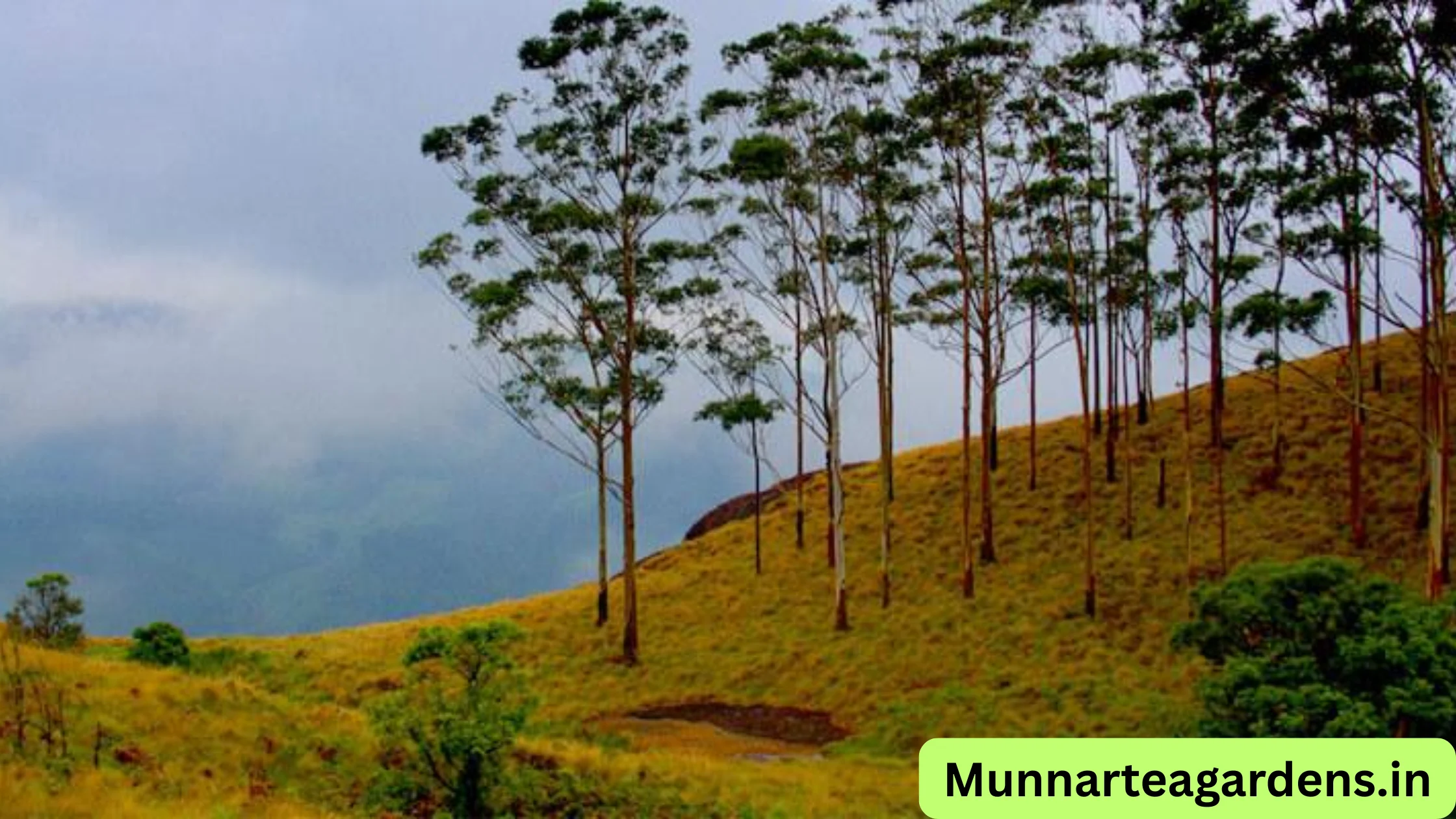 Rajamalai National Park Munnar