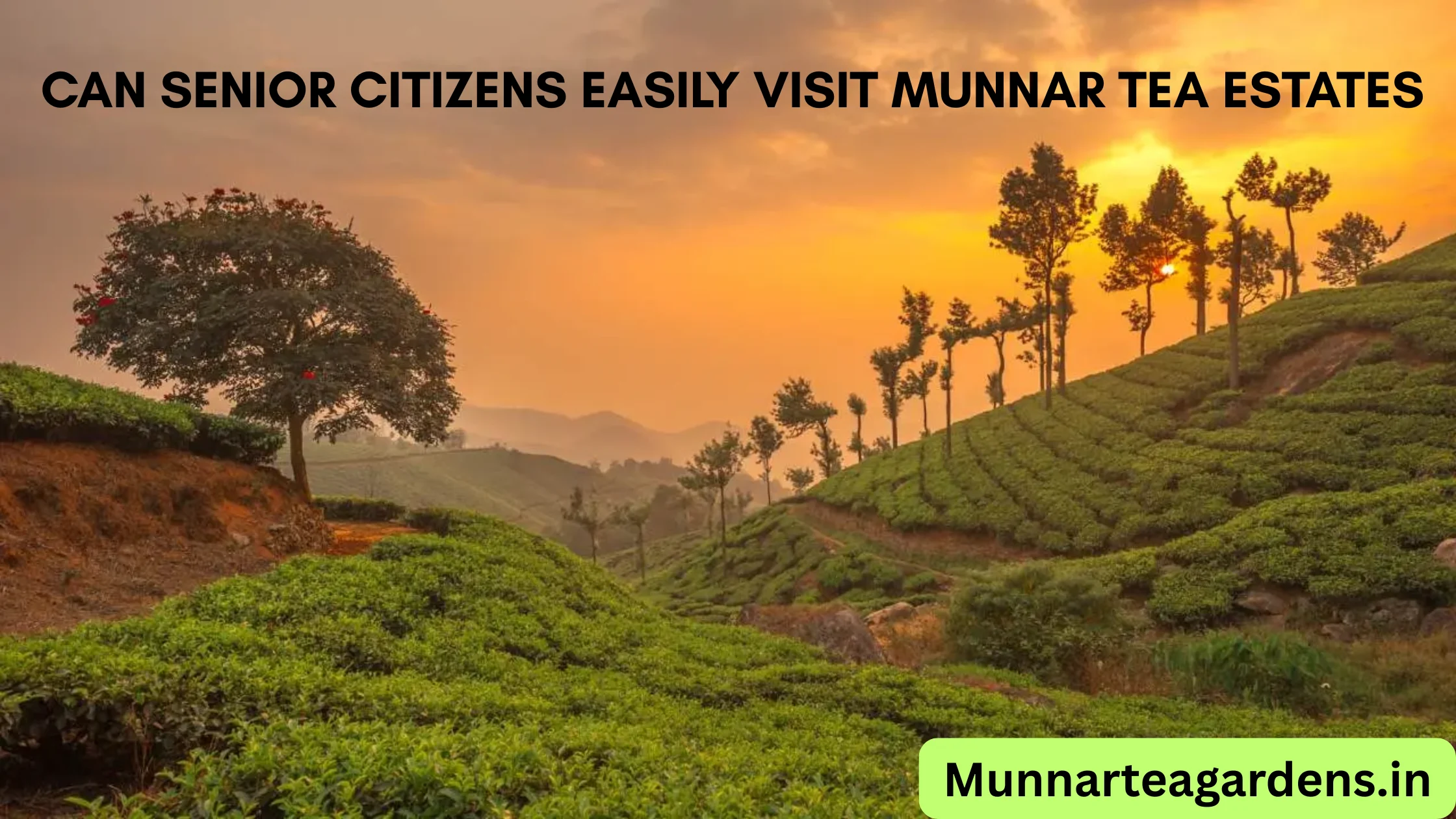 Can Senior Citizens Easily Visit Munnar Tea Estates?