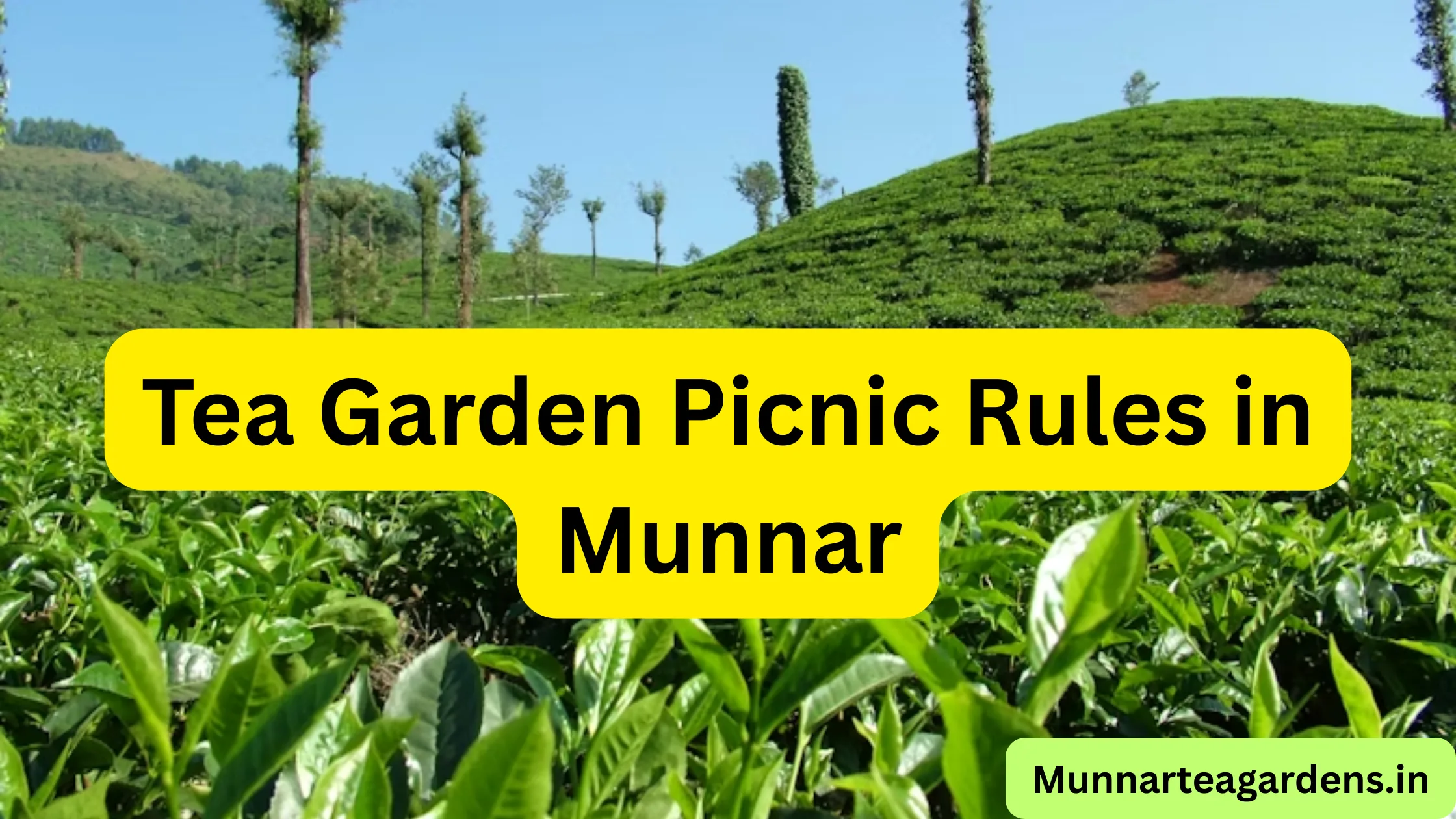 Tea Garden Picnic Rules in Munnar