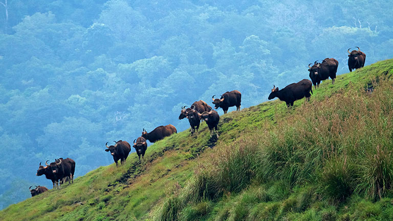 Periyar Wildlife Sanctuary