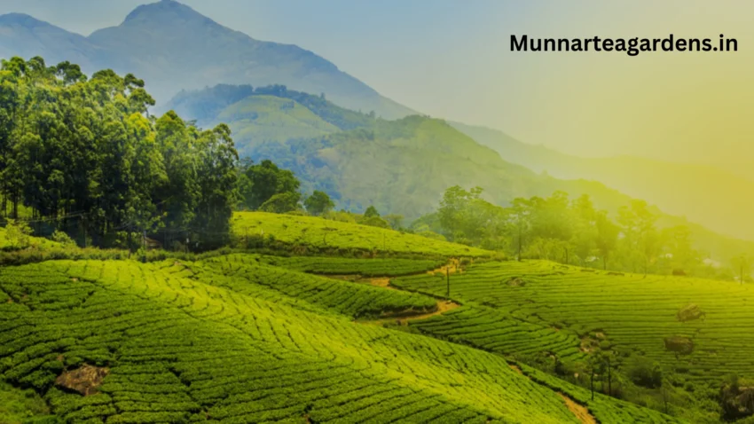 What to See in Munnar in 2 Days