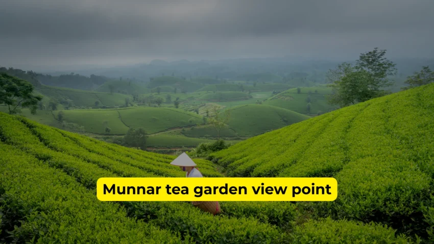 munnar tea garden view point