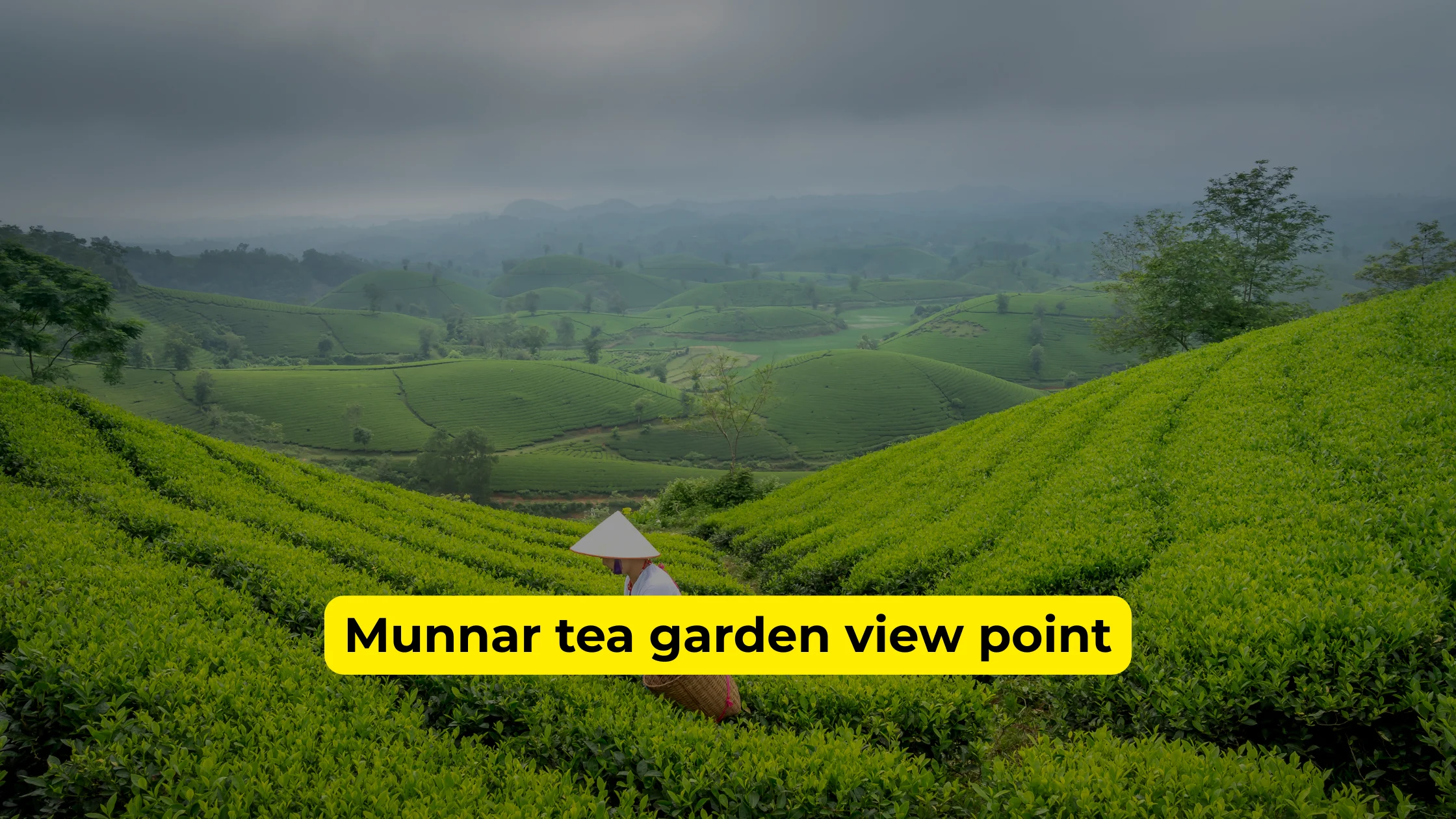 munnar tea garden view point